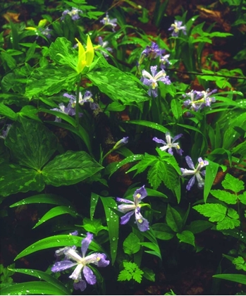 Picture of TN, WILDFLOWERS IN GREAT SMOKY MOUNTAIN NP