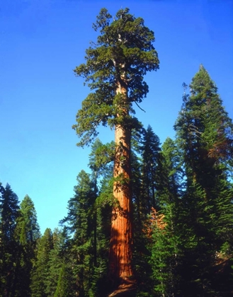Picture of CA, SIERRA NEVADA OLD-GROWTH SEQUOIA TREE