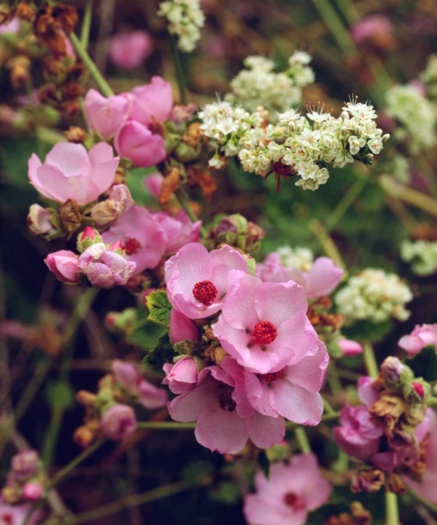 Picture of CA, SAN DIEGO, MISSION TRAILS WILDFLOWERS