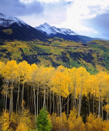 Picture of CO, SUNSET OVER MT WILSON WITH FALL COLORS