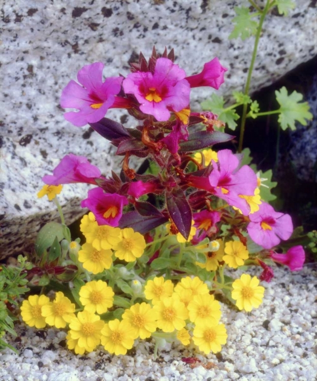 Picture of CA, ANZA-BORREGO DAISY AND MONKEY FLOWERS