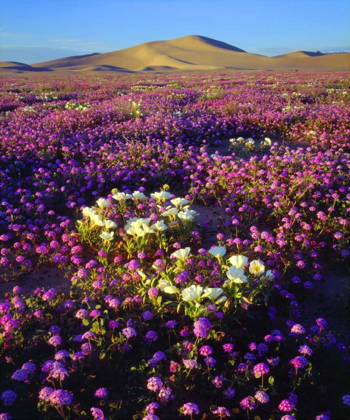 Picture of CA, DESERT WILDFLOWERS AT THE DUMONT DUNES