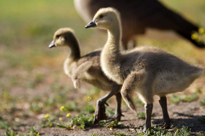 Picture of CA, SAN DIEGO, CLOSE UP OF CANADA GOSLINGS