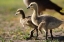 Picture of CA, SAN DIEGO, CLOSE UP OF CANADA GOSLINGS