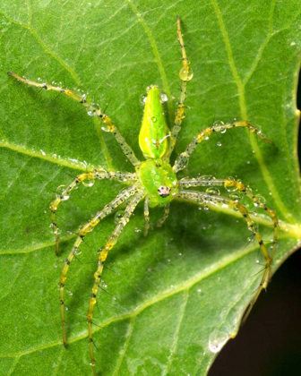 Picture of USA, CALIFORNIA, DEW ON A GREEN LYNX SPIDER