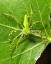 Picture of USA, CALIFORNIA, DEW ON A GREEN LYNX SPIDER