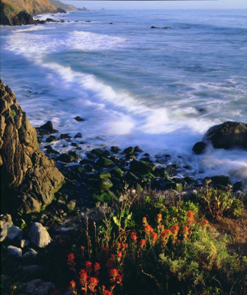Picture of USA, WILDFLOWERS ALONG THE CALIFORNIA COAST