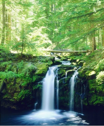 Picture of USA, OREGON, WHITEHORSE WATERFALL IN OREGON