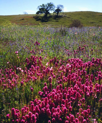 Picture of CALIFORNIA, CUYAMACA RANCHO SP WILDFLOWERS