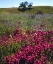 Picture of CALIFORNIA, CUYAMACA RANCHO SP WILDFLOWERS