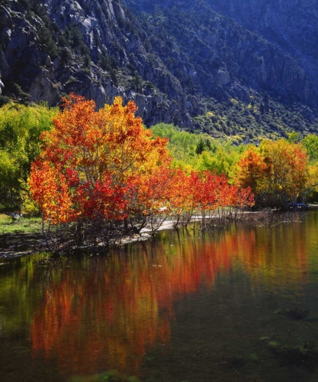 Picture of CALIFORNIA, AUTUMN IN THE SIERRA NEVADA MTS