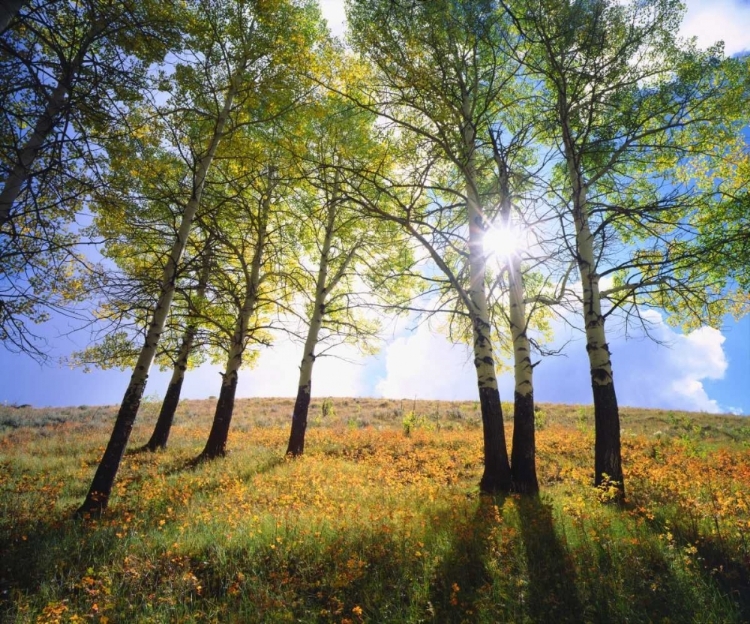 Picture of WYOMING, GRAND TETONS AUTUMN IN THE FOREST