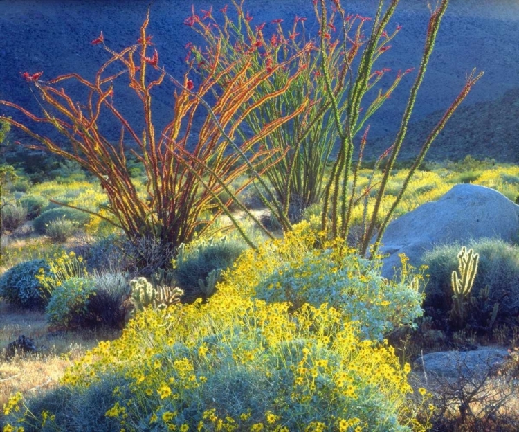 Picture of CALIFORNIA, ANZA-BORREGO BLOOMING OCOTILLO