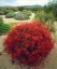 Picture of CALIFORNIA, ANZA-BORREGO CHUPAROSA FLOWERS