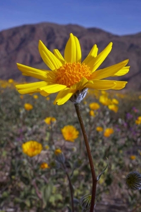 Picture of CALIFORNIA, ANZA-BORREGO DESERT SUNFLOWERS