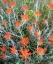 Picture of CALIFORNIA, ANZA-BORREGO INDIAN PAINTBRUSH