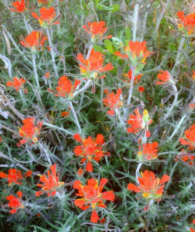 Picture of CALIFORNIA, ANZA-BORREGO INDIAN PAINTBRUSH