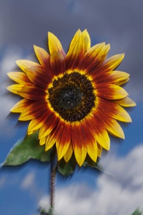 Picture of CA, SUNFLOWER BLOWING IN THE WIND AT SUNSET