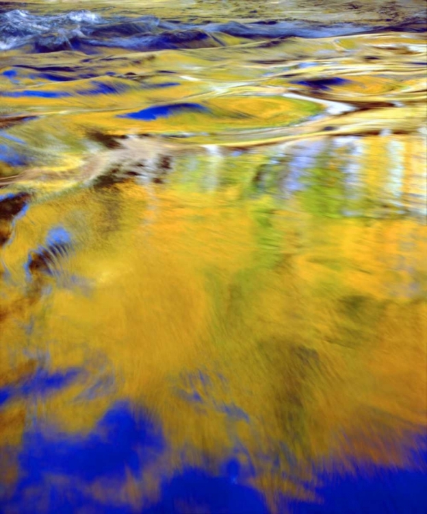 Picture of CA, SIERRA NEVADA, AUTUMN FOREST REFLECTION