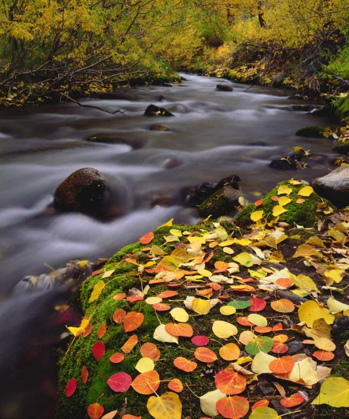 Picture of CA, SIERRA NEVADA, AUTUMN ALONG MCGEE CREEK