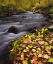 Picture of CA, SIERRA NEVADA, AUTUMN ALONG MCGEE CREEK