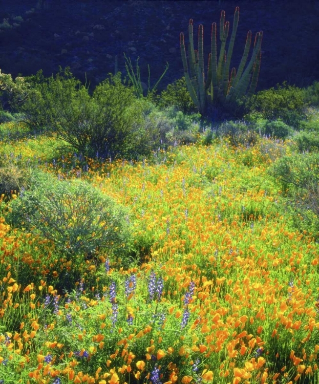 Picture of AZ, ORGAN PIPE CACTUS NM FLOWERS AND CACTI