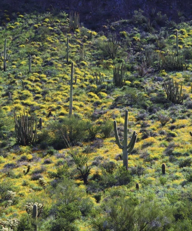 Picture of AZ, ORGAN PIPE CACTUS NM FLOWERS AND CACTI