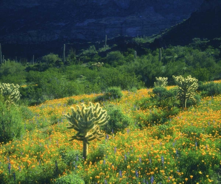 Picture of AZ, ORGAN PIPE CACTUS NM FLOWERS AND CACTI