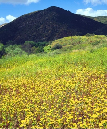 Picture of CA, SAN DIEGO, MISSION TRAILS PARK FLOWERS
