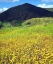 Picture of CA, SAN DIEGO, MISSION TRAILS PARK FLOWERS