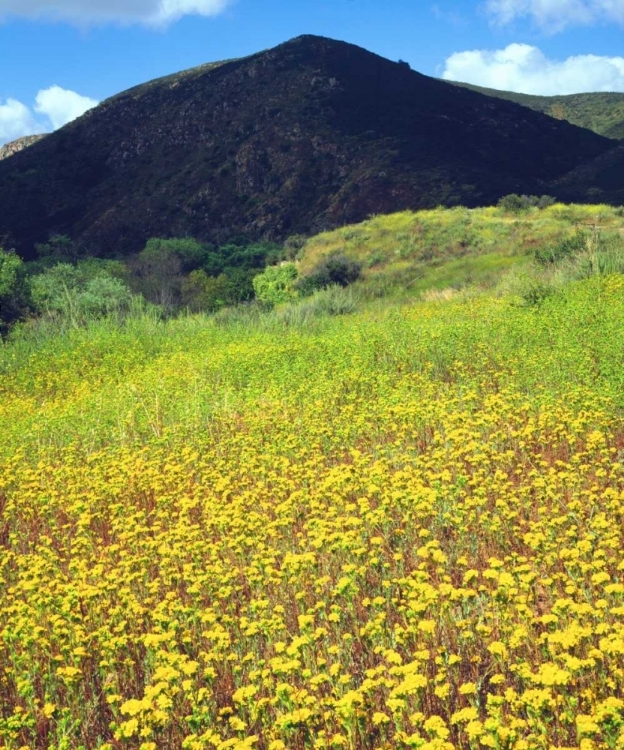 Picture of CA, SAN DIEGO, MISSION TRAILS PARK FLOWERS