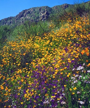 Picture of CA, SAN DIEGO, MISSION TRAILS PARK FLOWERS