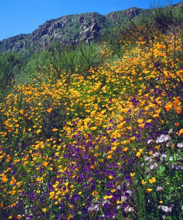 Picture of CA, SAN DIEGO, MISSION TRAILS PARK FLOWERS