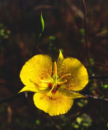 Picture of CA, SAN DIEGO, MISSION TRAILS PARK FLOWERS