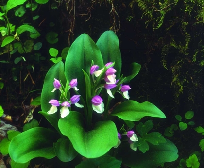 Picture of TN, SHOWY ORCHIS IN GREAT SMOKY MOUNTAIN NP