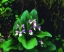Picture of TN, SHOWY ORCHIS IN GREAT SMOKY MOUNTAIN NP