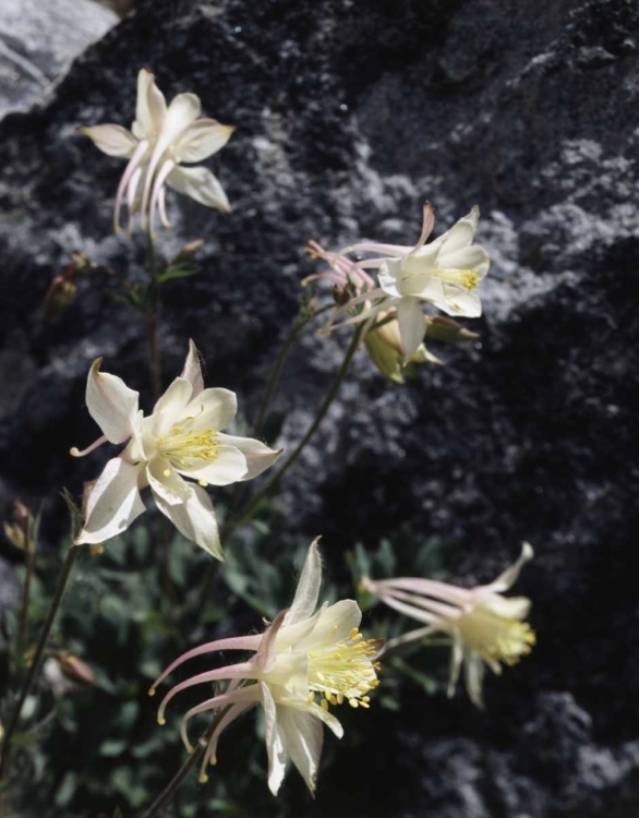 Picture of CA, SIERRA NEVADA COLUMBINE IN THE SIERRAS