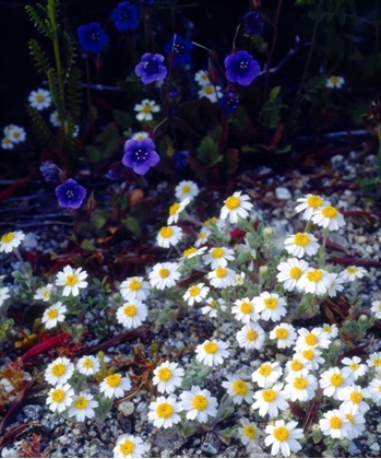 Picture of CA, ANZA-BORREGO WOOLLY DAISY AND PHACELIA