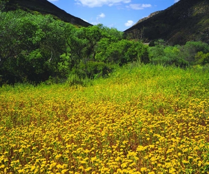 Picture of CA, SAN DIEGO, MISSION TRAILS PARK FLOWERS