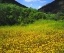 Picture of CA, SAN DIEGO, MISSION TRAILS PARK FLOWERS