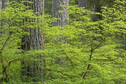Picture of WA, OLYMPIC NP VINE MAPLE AND DOUGLAS FIR TREES