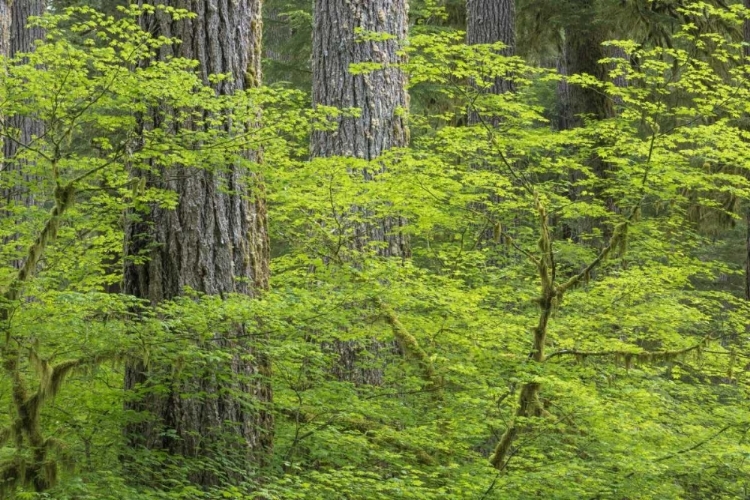 Picture of WA, OLYMPIC NP VINE MAPLE AND DOUGLAS FIR TREES