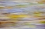 Picture of WA, SEABECK MOTION BLUR OF FALL LEAVES ON BEACH