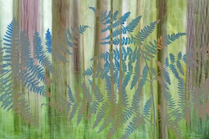 Picture of WA, SEABECK COLLAGE OF BRACKEN FERNS AND FOREST