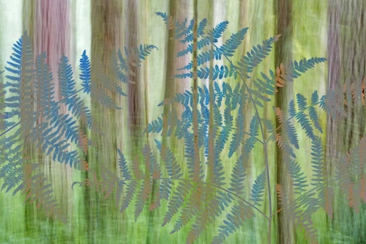 Picture of WA, SEABECK COLLAGE OF BRACKEN FERNS AND FOREST