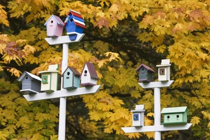 Picture of WA, BATTLE GROUND LAKE SP VARIETY OF BIRDHOUSES