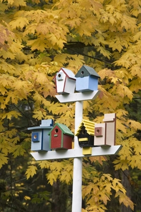 Picture of WA, BATTLE GROUND LAKE SP VARIETY OF BIRDHOUSES