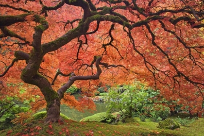 Picture of OR, PORTLAND JAPANESE MAPLE TREE NEXT TO A POND