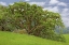 Picture of CA, REDWOODS LARGE OAK TREES IN MOUNTAIN MEADOW