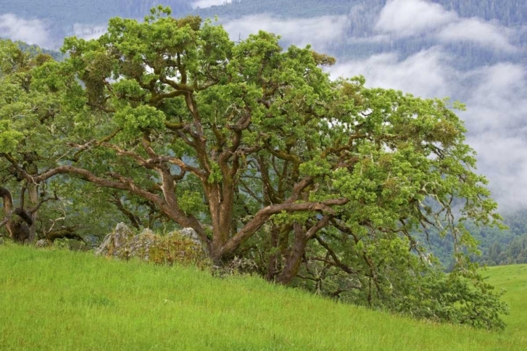 Picture of CA, REDWOODS LARGE OAK TREES IN MOUNTAIN MEADOW